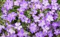 Dianthus amurensis `Siberian Blue`