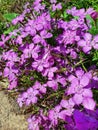 Dianthus amurensis `Siberian Blue`