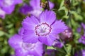 Dianthus amurensis `Siberian Blue`