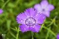 Dianthus amurensis `Siberian Blue` Royalty Free Stock Photo