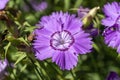 Dianthus amurensis `Siberian Blue`