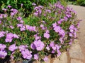 Dianthus amurensis `Siberian Blue`