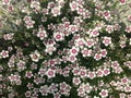 Dianthus