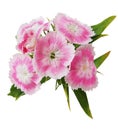 Dianthus Barbatus Royalty Free Stock Photo