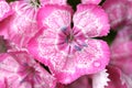 Dianthus barbatus- carnations