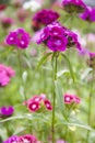 Dianthus barbatus Royalty Free Stock Photo