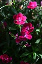 Dianthus Barbatus Close-up, Garofano dei Poeti, Carnation Flower Royalty Free Stock Photo