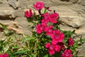 Dianthus Barbatus Close-up, Garofano dei Poeti, Carnation Flower Royalty Free Stock Photo