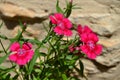 Dianthus Barbatus Close-up, Garofano dei Poeti, Carnation Flower Royalty Free Stock Photo