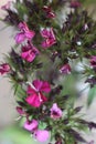 Dianthus barbatus 6339