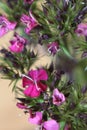 dianthus barbatus 6376