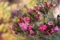 Dianthus barbatus 6299