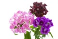 Dianthus Barbatus flowers on white background Royalty Free Stock Photo
