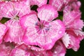 Dianthus barbatus mini carnations
