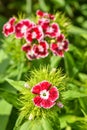 Dianthus barbatus, a red flower unfolded on a sunny day against a background of green leaves Royalty Free Stock Photo