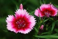 Dianthus barbatus is related to the carnation and is very suitable as a border plant