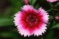 Dianthus barbatus is related to the carnation and they are available in various colors