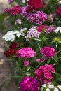 Dianthus barbatus Sweet William Flower, bright multi-colored Turkish carnation blooms in the flowerbed. Floral background, white