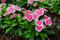Dianthus barbatus or Sweet William Flower in the garden