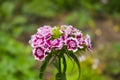 Dianthus barbatus, sweet William,[2] is a species of flowering plant in the carnation family, native to southern Europe and parts