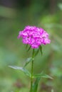Dianthus barbatus, the sweet William, is a species of flowering plant in Royalty Free Stock Photo