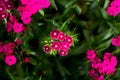 Dianthus barbatus .bright pink cluster of carnation flowers on a blurry green background Royalty Free Stock Photo