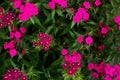 Dianthus barbatus .bright pink cluster of carnation flowers on a blurry green background