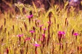 Dianthus borbasii vandas, dianthus deltoides blooming in the meadow. Meadow flowers. Maiden pink flowers Royalty Free Stock Photo