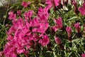 Dianthus callizonus, endemic carnation plant Royalty Free Stock Photo