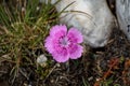 Dianthus callizonus