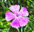 Dianthus callizonus Royalty Free Stock Photo