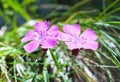 Dianthus callizonus