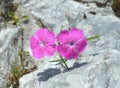 Dianthus callizonus Royalty Free Stock Photo