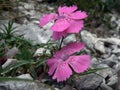 Dianthus callizonus