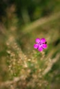 Dianthus callizonus a protected species of wild flower endemic to the Piatra Craiului Mountains