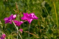 Dianthus campestris in summer garden Royalty Free Stock Photo