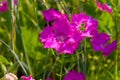 Dianthus campestris in summer garden Royalty Free Stock Photo