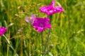 Dianthus campestris in summer garden Royalty Free Stock Photo