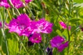 Dianthus campestris in summer garden Royalty Free Stock Photo