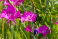 Dianthus campestris in summer garden Royalty Free Stock Photo