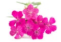 Dianthus Royalty Free Stock Photo