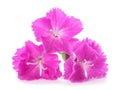 Dianthus Carthusian Pink Royalty Free Stock Photo
