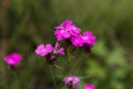 Dianthus carthusianorum, commonly known as Carthusian pink, is a species of the Caryophyllacea family - a wild flower of Europe. Royalty Free Stock Photo