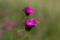 Dianthus carthusianorum, commonly known as Carthusian pink, is a species of the Caryophyllacea family - a wild flower of Europe. Royalty Free Stock Photo