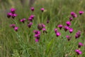 Dianthus carthusianorum, commonly known as Carthusian pink, is a species of the Caryophyllacea family - a wild flower of Europe. Royalty Free Stock Photo