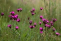 Dianthus carthusianorum, commonly known as Carthusian pink, is a species of the Caryophyllacea family - a wild flower of Europe. Royalty Free Stock Photo