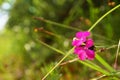 Dianthus carthusianorum flower, carnatian Royalty Free Stock Photo