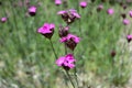 Dianthus carthusianorum with pink flowers Royalty Free Stock Photo
