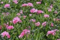 Dianthus caryophyllus, the carnation or clove pink, Dianthus caryophyllus. Flowers for gardens, balkons, parks. Field of flowers