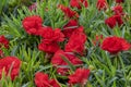 Dianthus caryophyllus, the carnation or clove pink, herbaceous perennial plant. Field of ornamental red flowers for garden, park